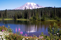 Washington Private Investigator